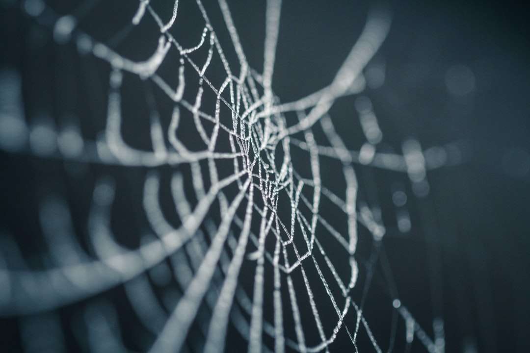 selektivní zaměření fotografie pavučiny skládačky online