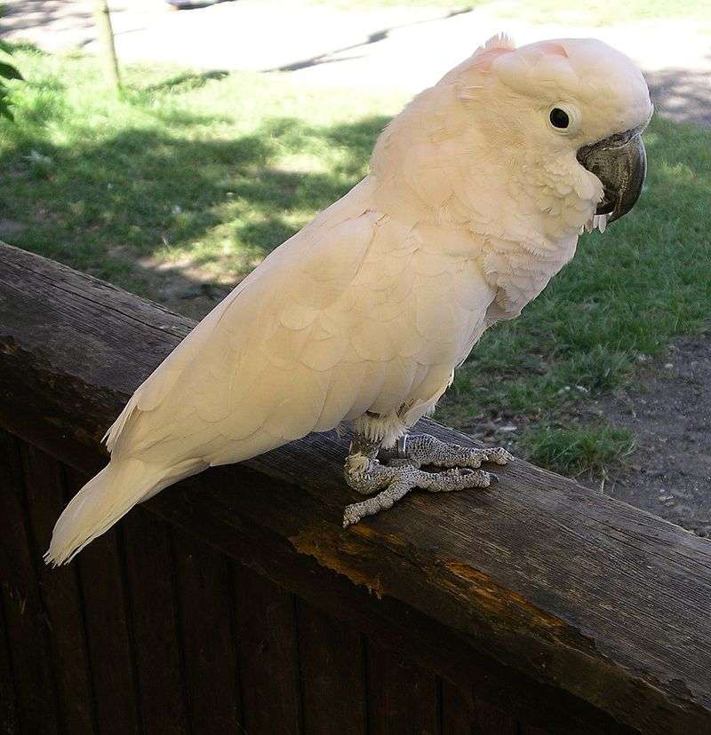 Moluccan cockatoo jigsaw puzzle online