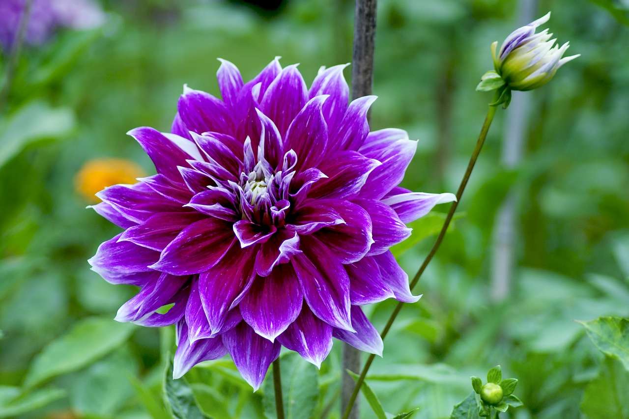 Dahlia lila i trädgården pussel på nätet