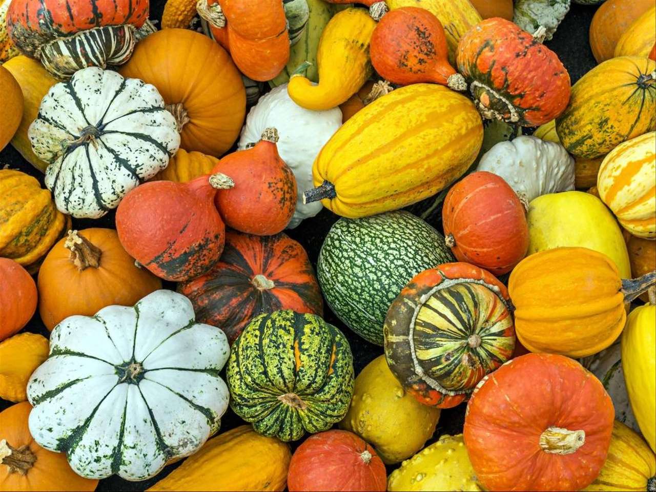 Pumpkin worlds Colheita de abóbora colorida puzzle online