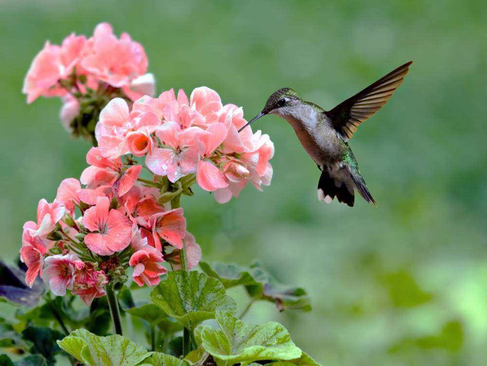 колибри на цветке пазл онлайн