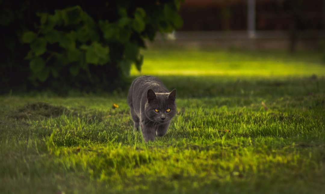 Krátkosrstá kočka na zahradě skládačky online