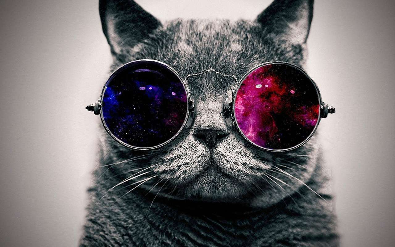 kočka s barevnými brýlemi skládačky online