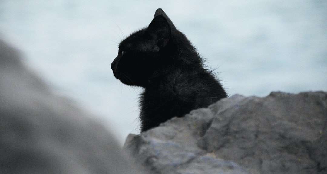Waakzame zwarte kat legpuzzel online