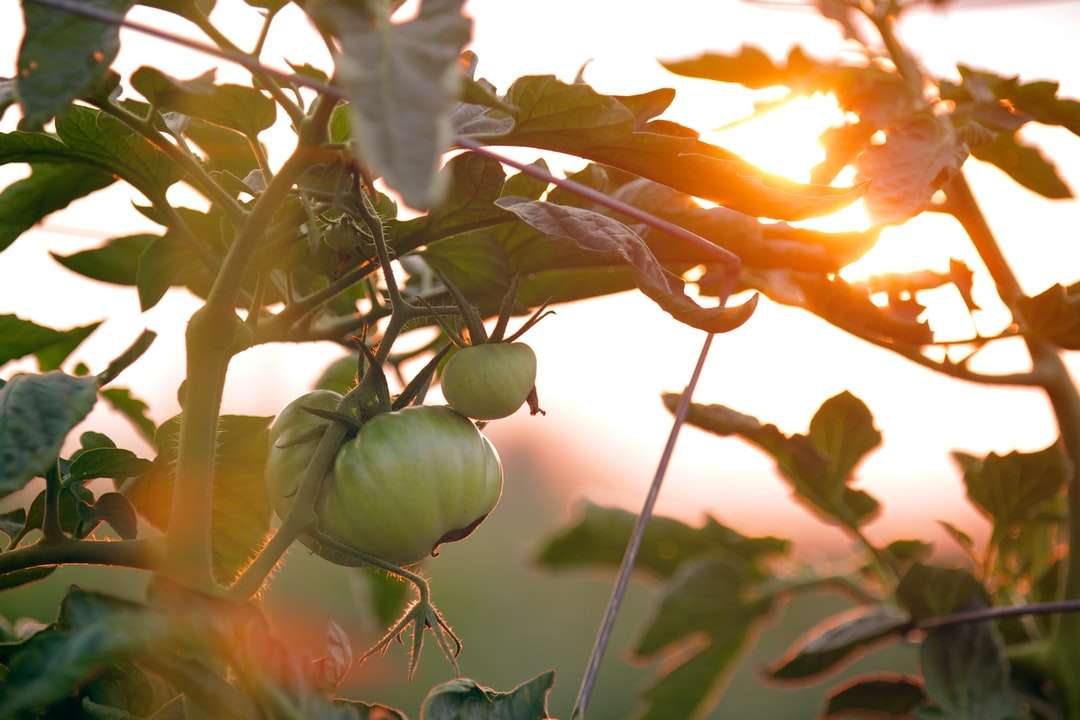 Tomates ao pôr do sol puzzle online