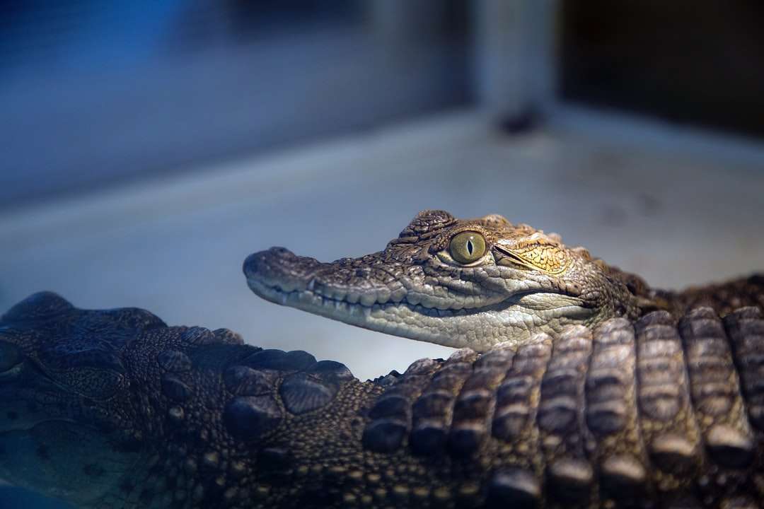 närbildfotografering av två bruna alligatorer Pussel online