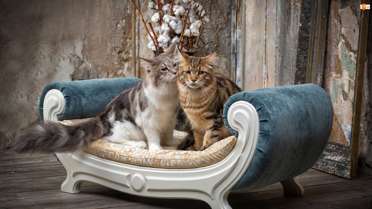 Sedadlo, dvě kočky skládačky online
