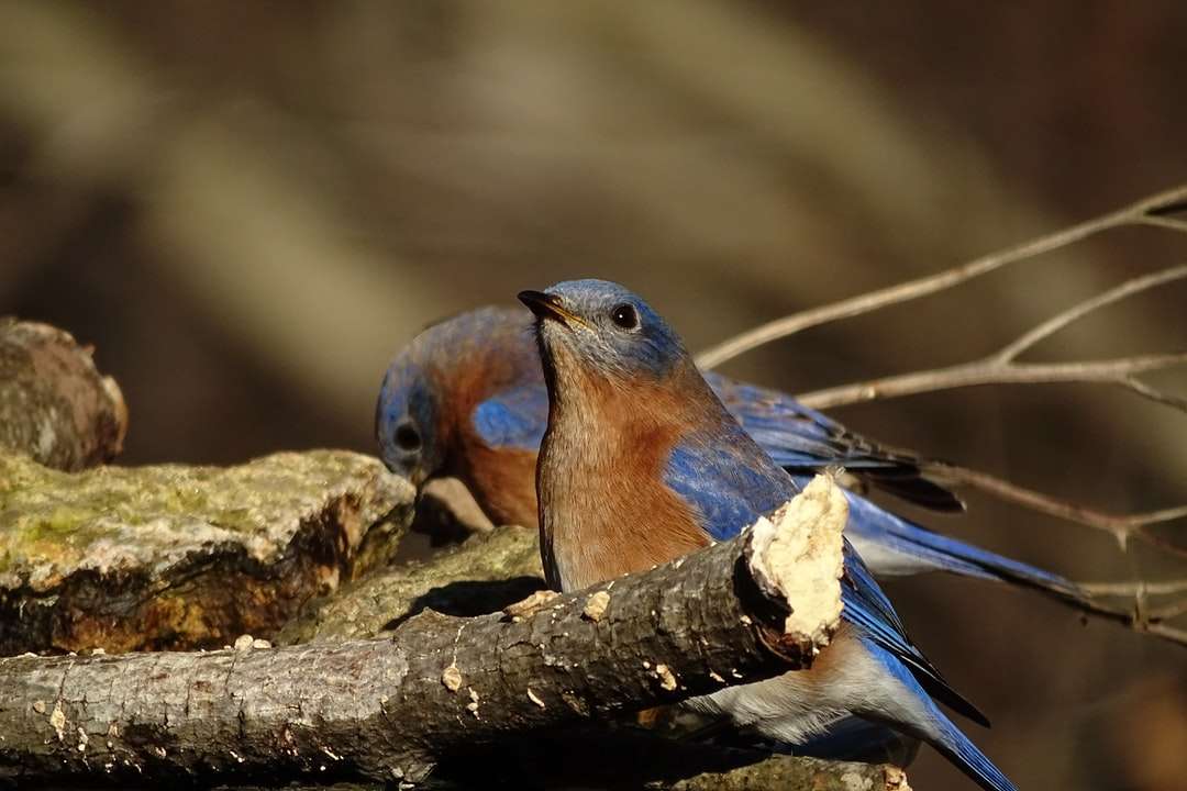 Синяя и коричневая птица на коричневой ветке дерева пазл онлайн