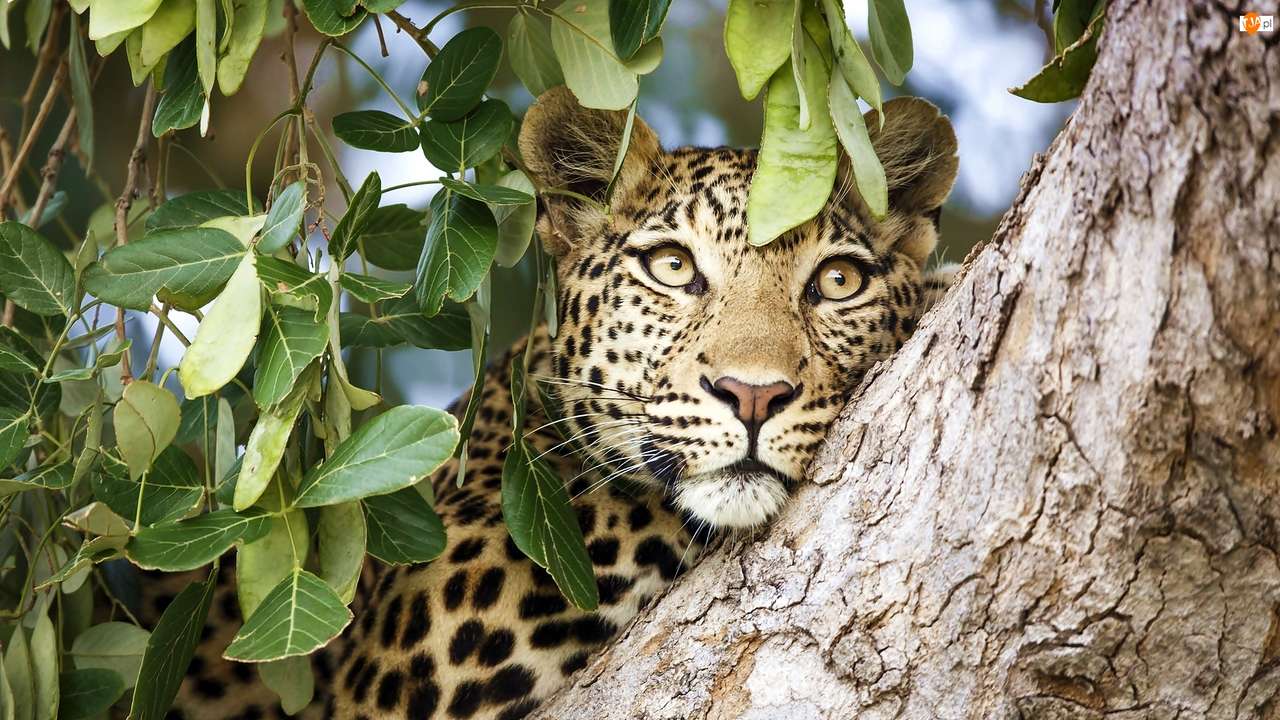 λεοπάρδαλη σε ένα δέντρο παζλ online