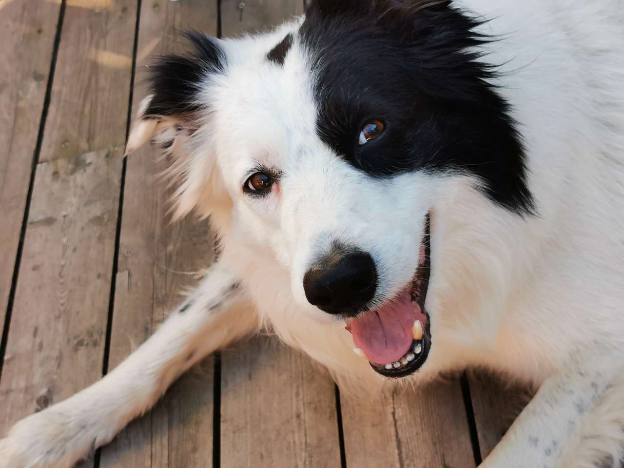 Buster - το φιλικό πειρατικό σκυλί online παζλ