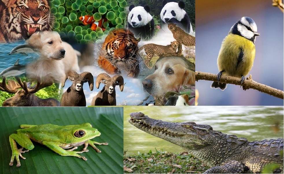 Vertebrates on the attack jigsaw puzzle online