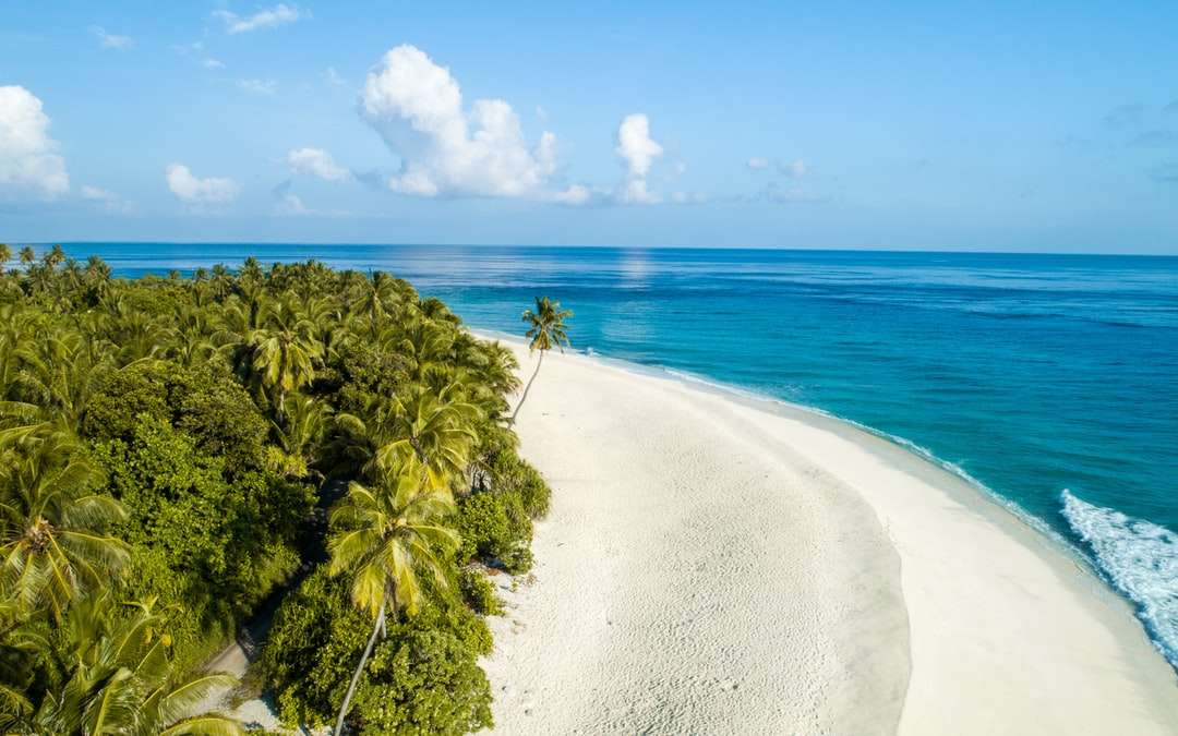зелена палма близо до морския бряг онлайн пъзел