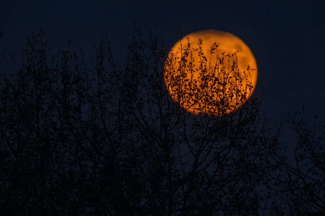Ντροπαλή Σελήνη παζλ online
