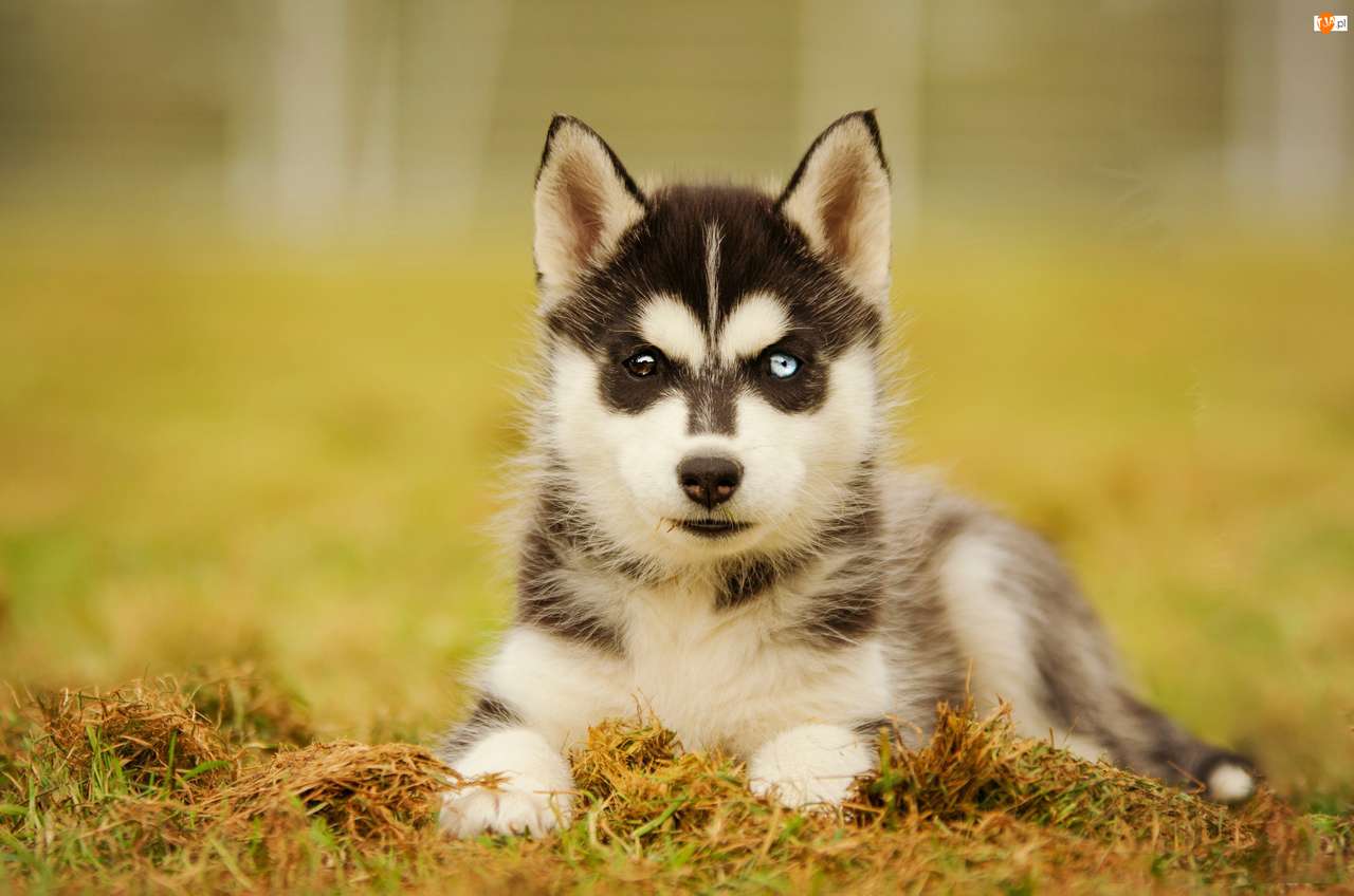 Cachorro de Husky con ojos de diferentes colores rompecabezas en línea