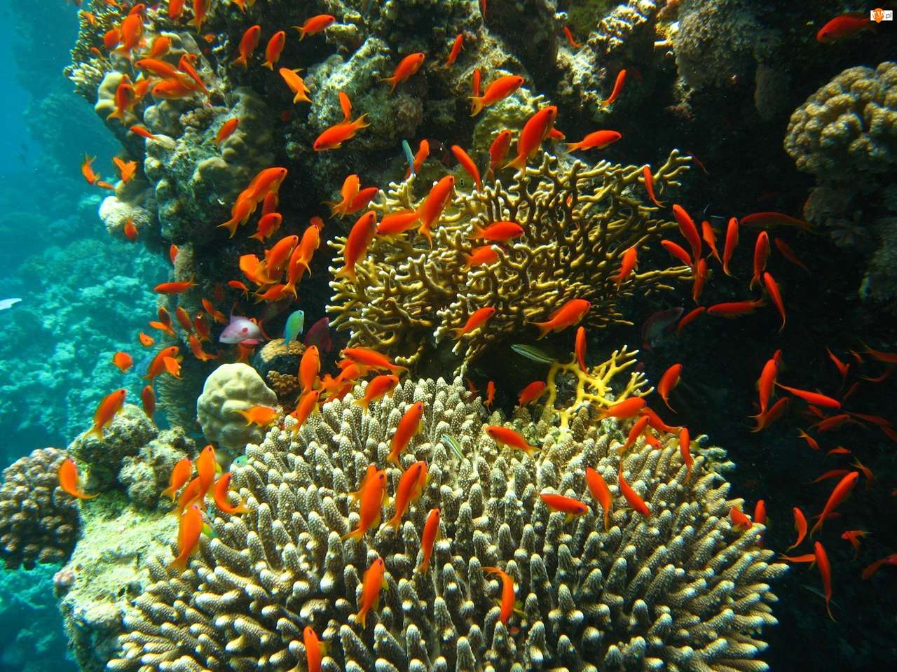 Fish, Depths, Reefs online puzzle