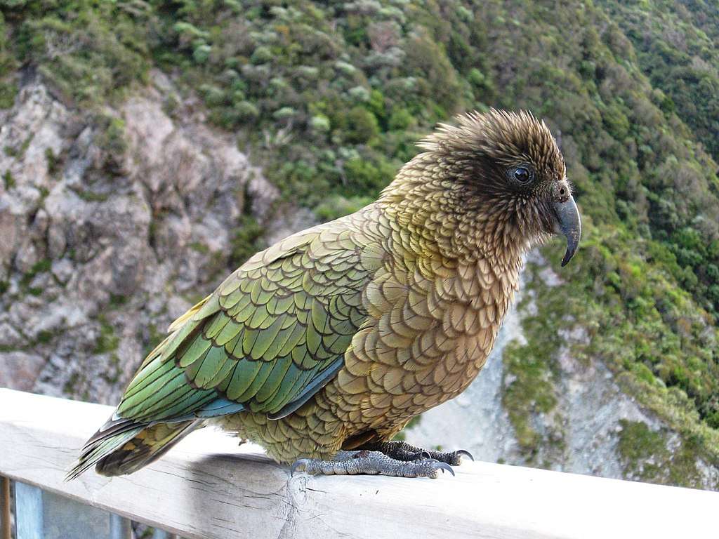 Kakapaceae онлайн пъзел