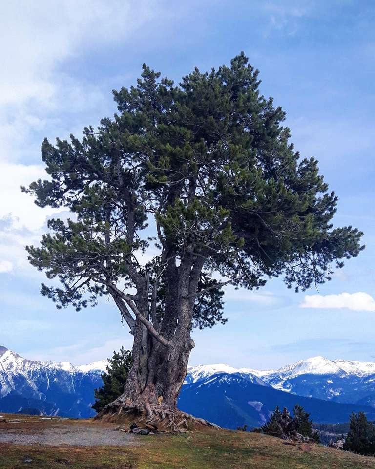 Дърво в Пиренеите онлайн пъзел