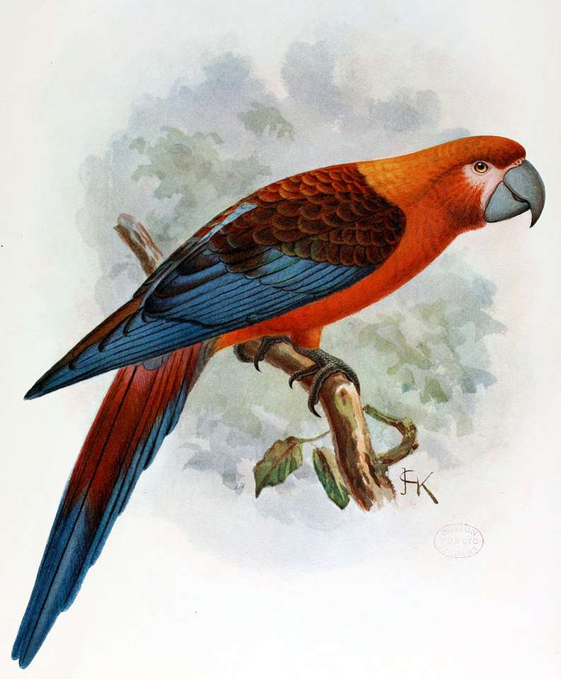 Trikolorní papoušek online puzzle
