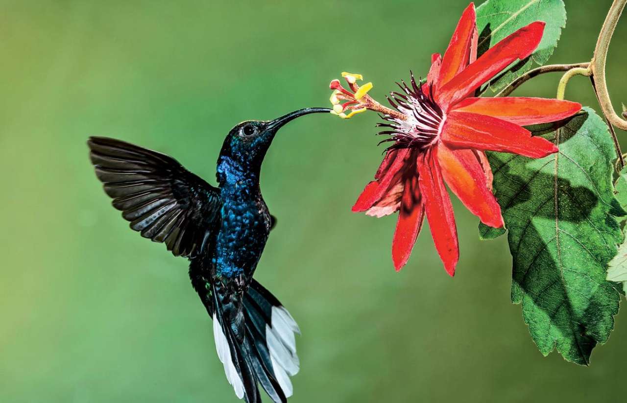 Kolibri auf Blume Online-Puzzle