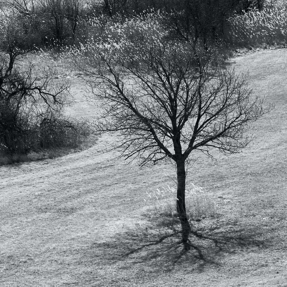 From series: Only about trees
(more in my album) jigsaw puzzle online