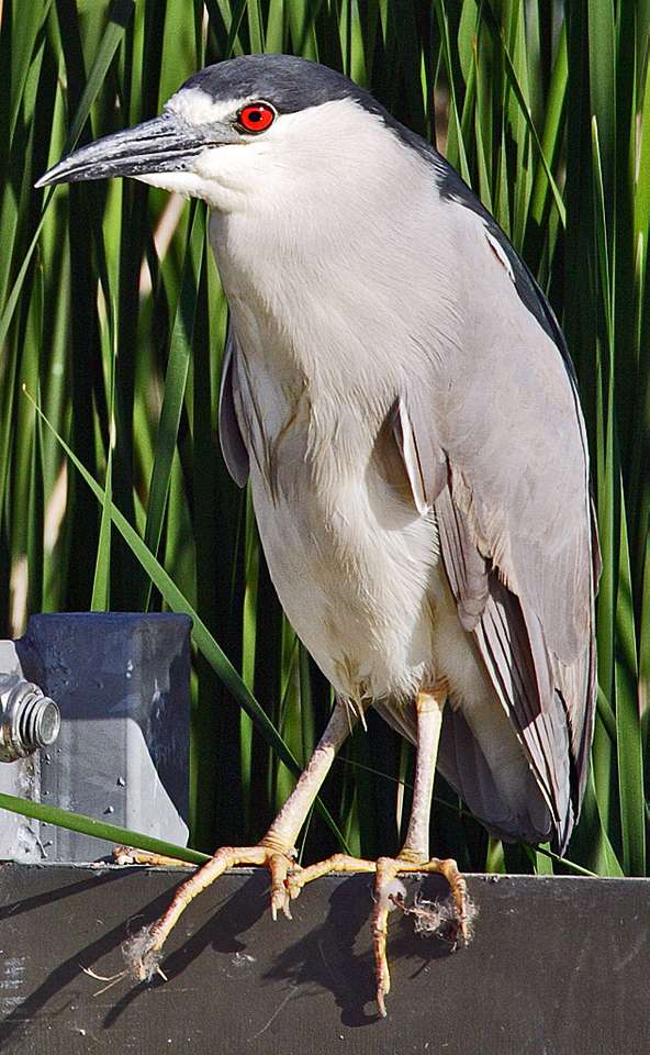 Nycticorax puzzle online