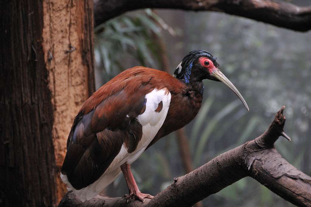 Witvleugelige ibis legpuzzel online