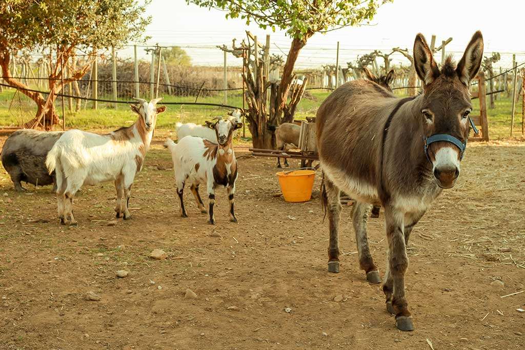 burro com cabras puzzle online