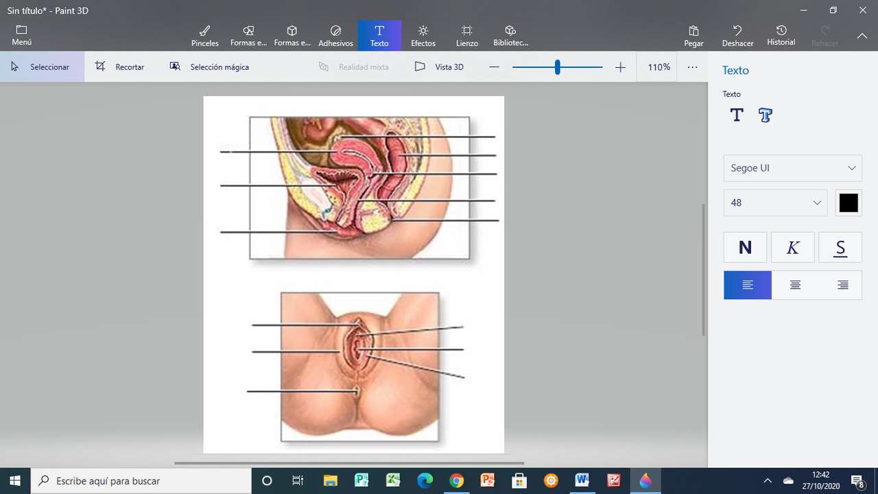 organele genitale feminine puzzle online