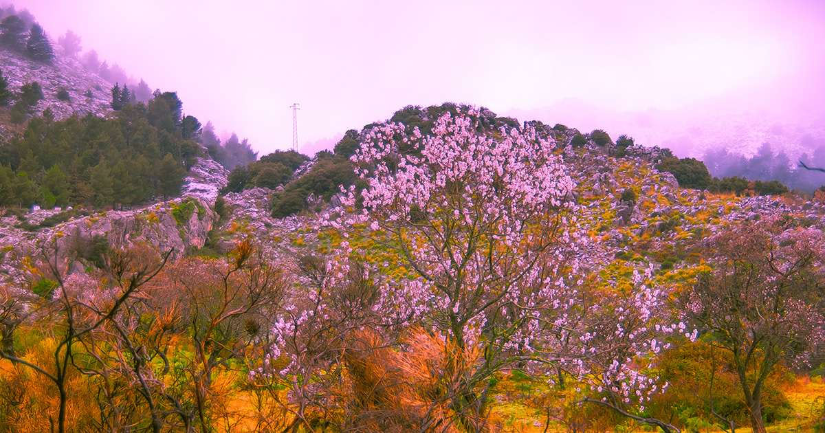シチリア島のアーモンドの木の花 ジグソーパズルオンライン