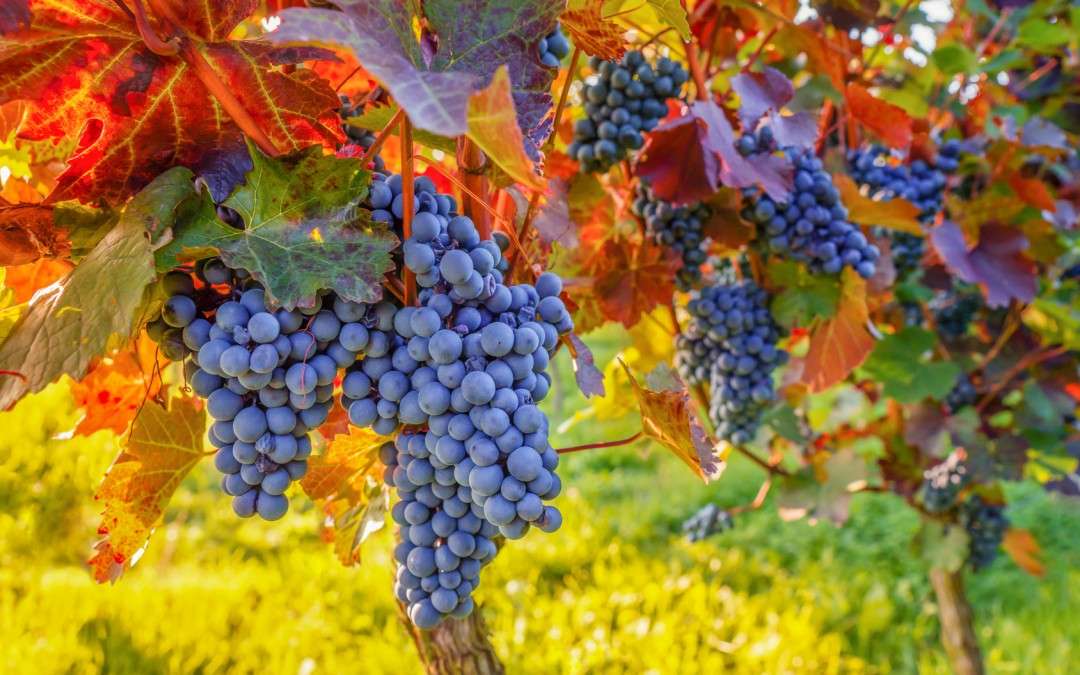 Wijnbouw op Sicilië legpuzzel online