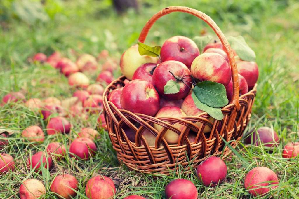 samlade äpplen i korgen Pussel online