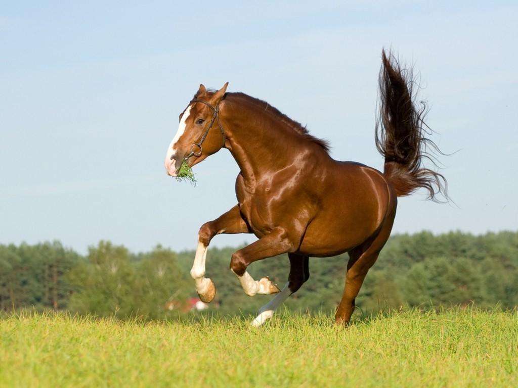 horse at a gallop jigsaw puzzle online