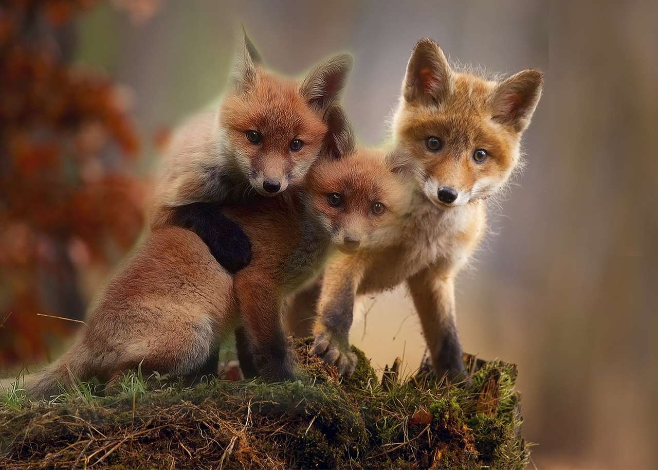 Rodina lišky skládačky online
