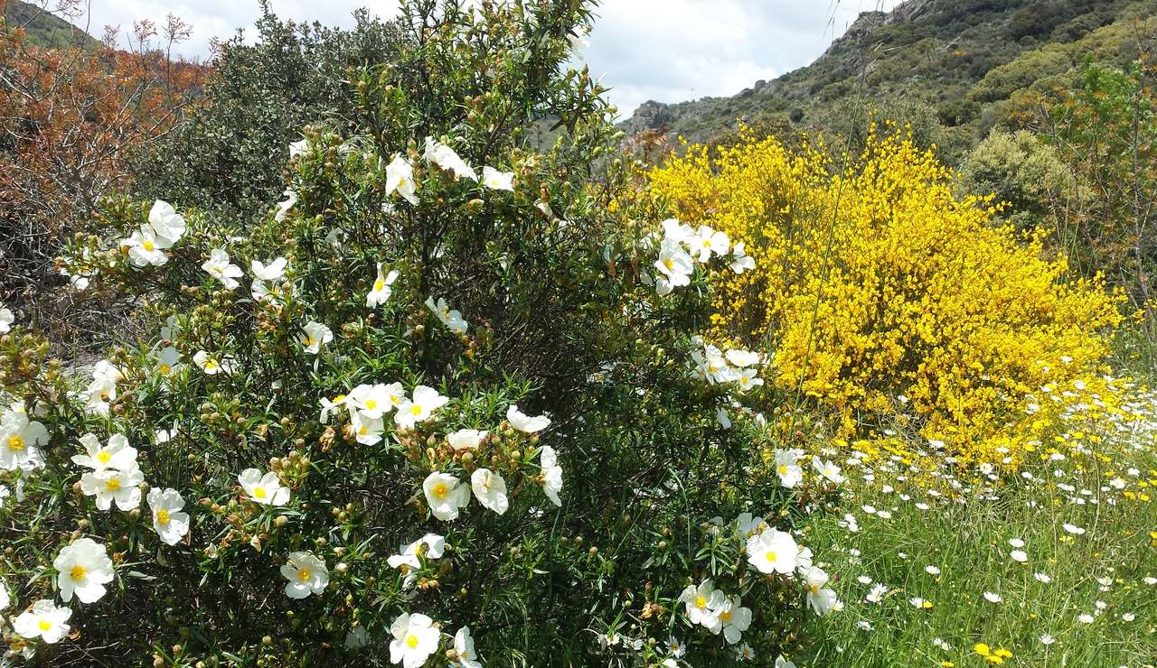 Пролет в Arribes del Duero. онлайн пъзел