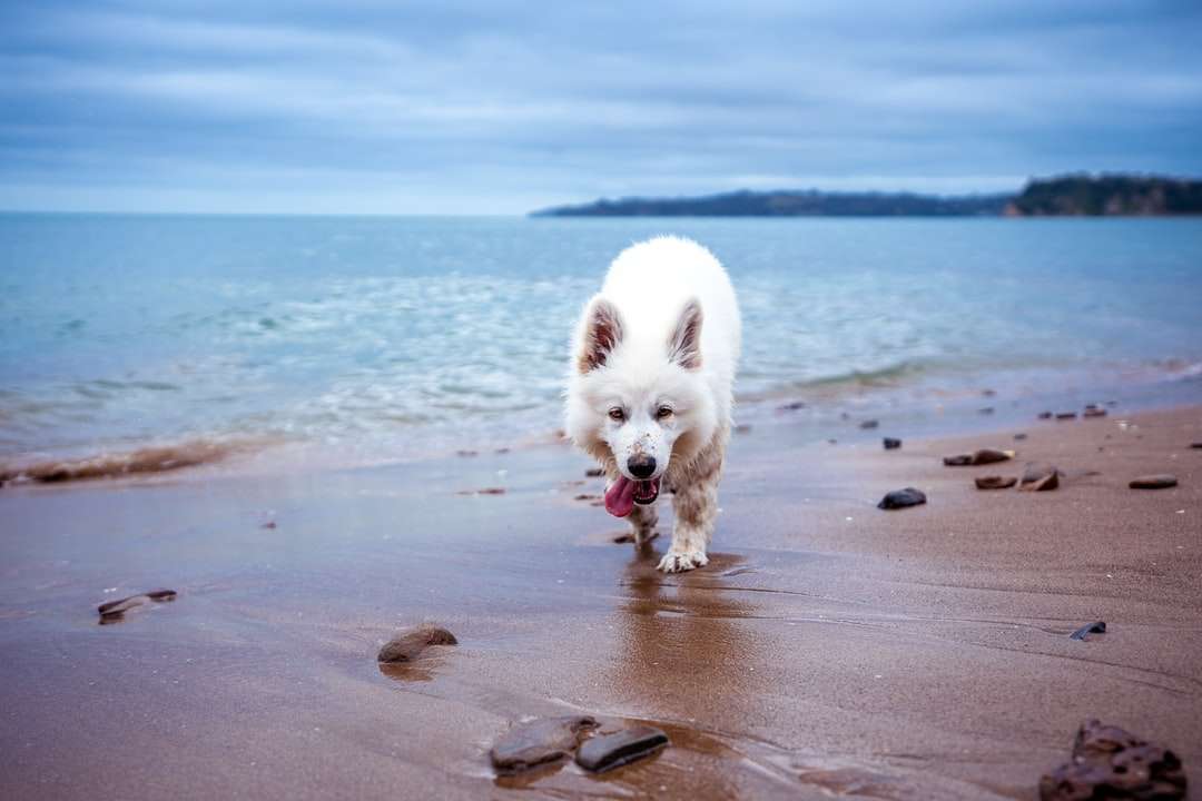 бяло куче на плажа онлайн пъзел