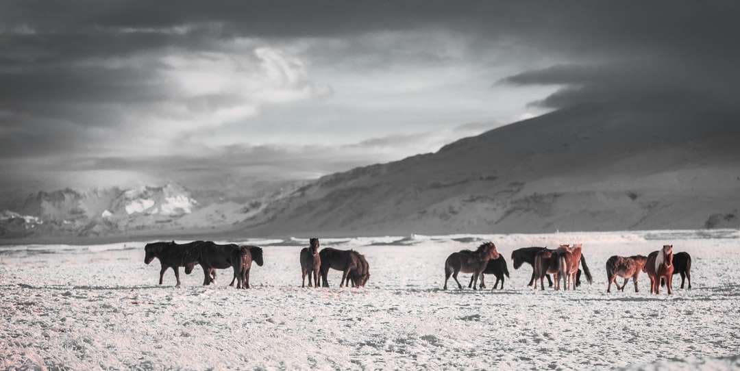 Team von Pferden auf weißem Schneefeld unter grauem Himmel Puzzlespiel online