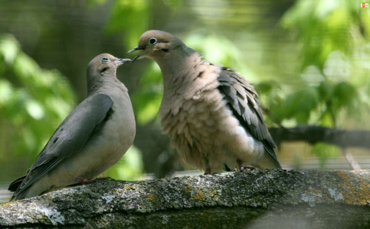 две влюбени птици онлайн пъзел