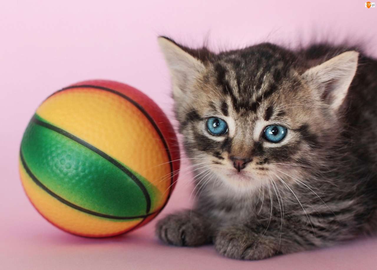 Kätzchen mit einem farbigen Ball Puzzlespiel online