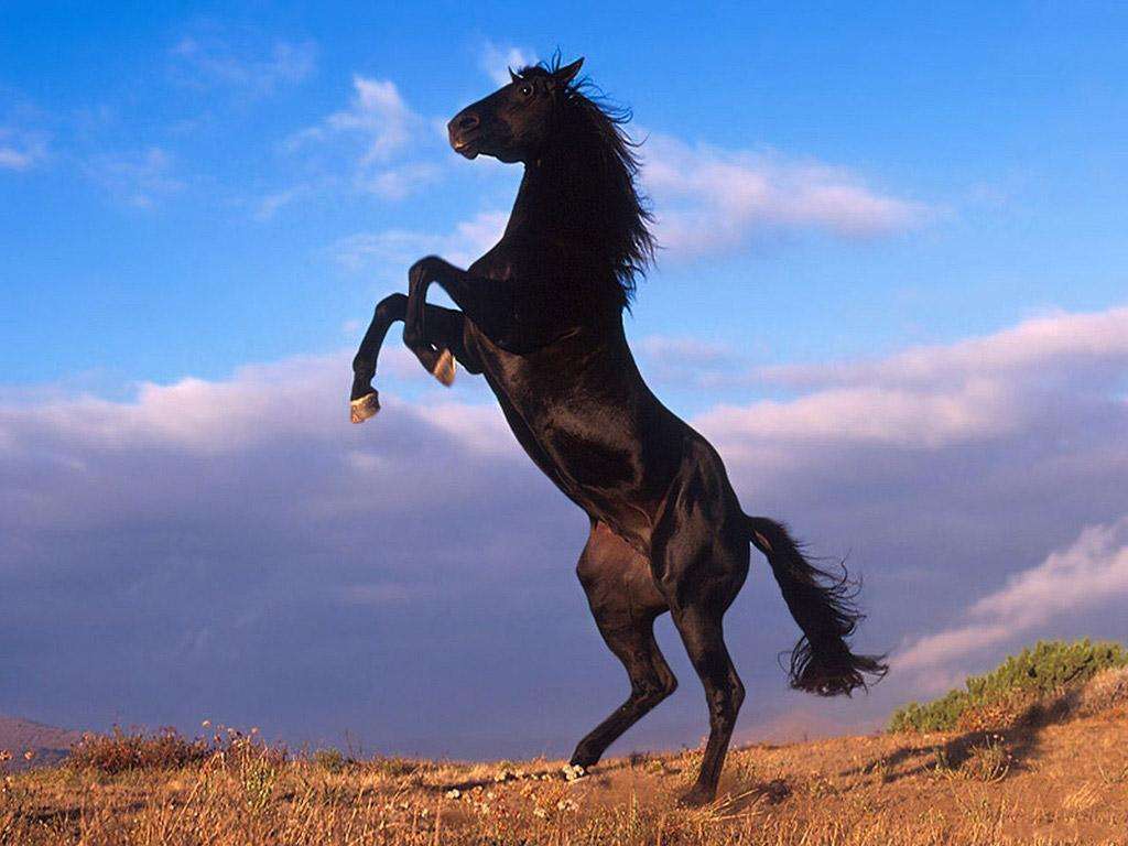 черная лошадь онлайн-пазл