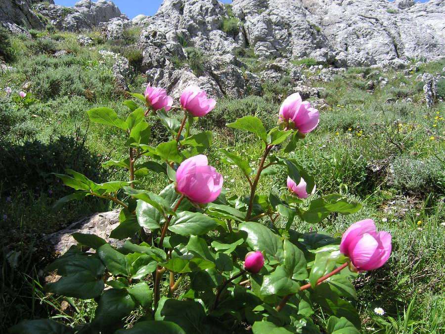 Flore en Sardaigne puzzle en ligne
