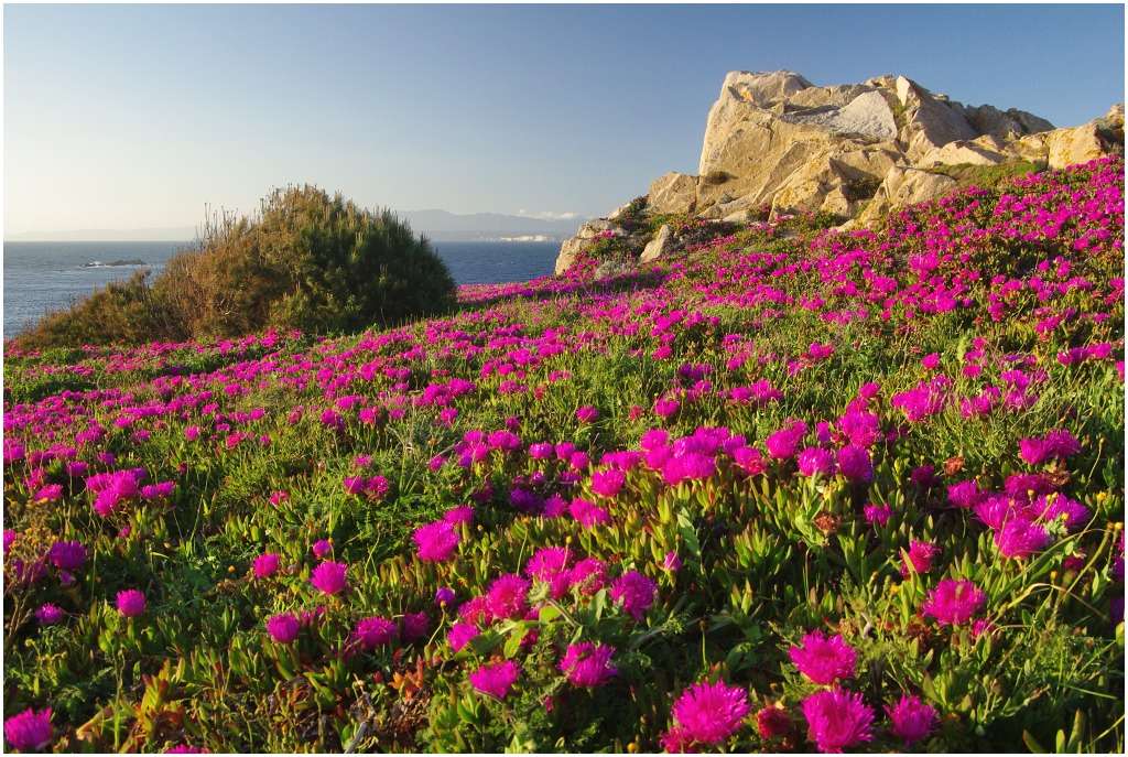 Flora in Sardegna puzzle online