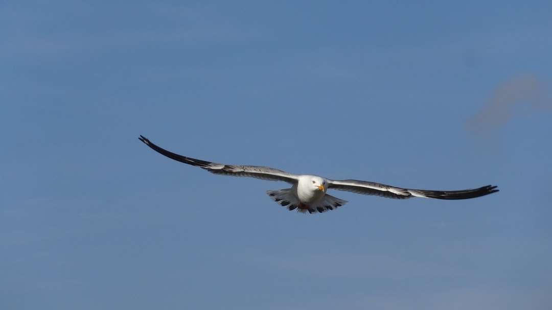 Величествена летяща чайка. онлайн пъзел
