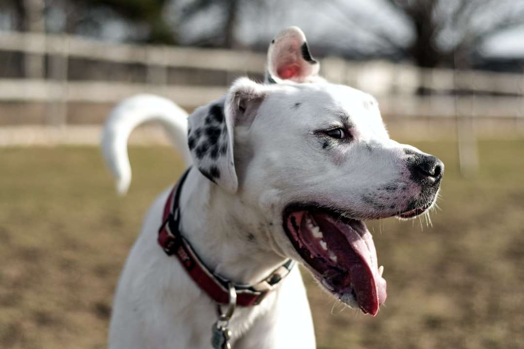 selektivní zaměření fotografie bílého krátkosrstého psa skládačky online