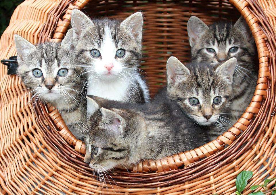 котенца в кошницата онлайн пъзел