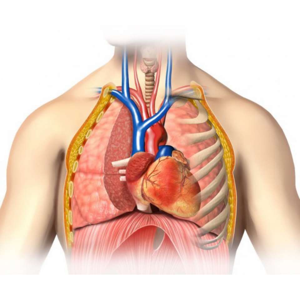 THORAX - Assemblage du cœur et du poumon. puzzle en ligne