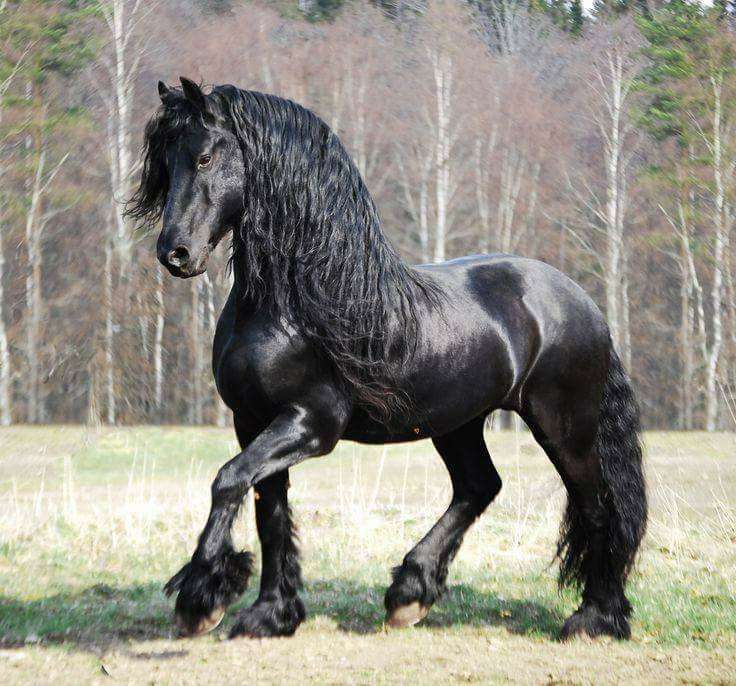 Černý kůň online puzzle