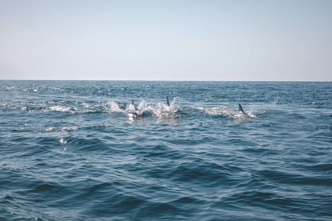 дельфіни онлайн пазл