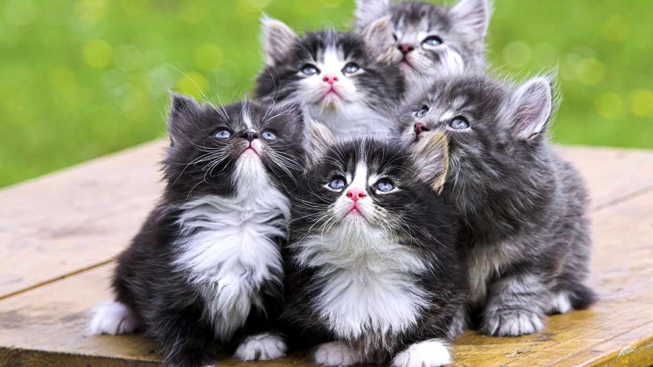 gattini che fissano il cielo puzzle online