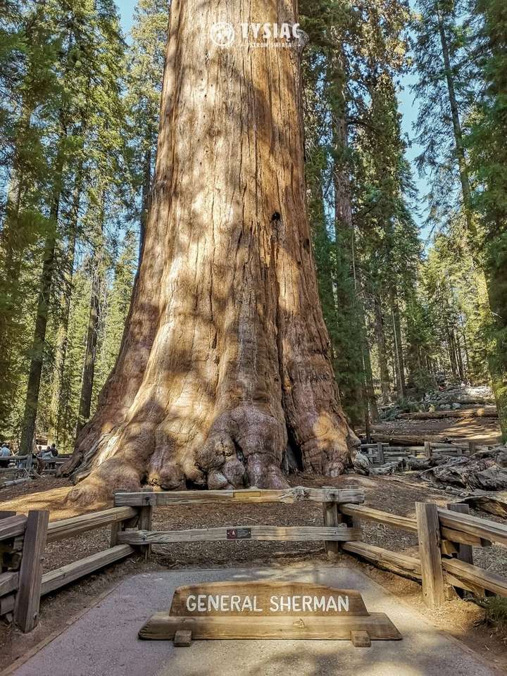 Sequoia in het National Forest legpuzzel online