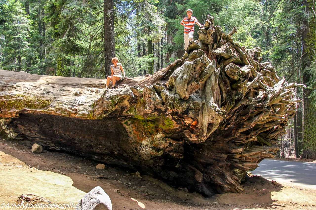 Pădurea Națională Sequoia puzzle online